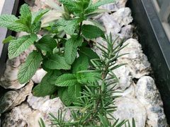 -斯普汇生蚝牛排馆(中骏世界城店)
