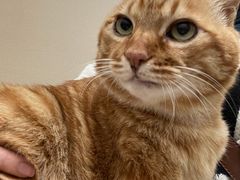 -安安宠医·臻爱宠物医院·宠保定点(营门口路分院)