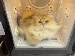 -FAELING PETS美天灵宠物(富力广场店)