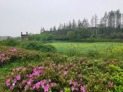 -杏花村文化旅游区