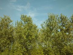 -合肥滨湖国家森林公园