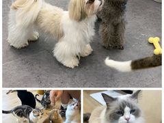 -有喵·猫咖·狗咖·40+猫狗有小奶狗(岗厦店)