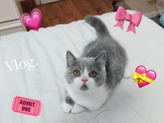 -伟伟宠物医院·CT影像中心·瑞派犬猫综合性门诊(汉口总院)