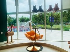 -飞行喵MR PILOT|猫舍·猫咖(静安大融城店)
