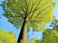 -蜀冈西峰生态公园