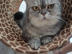 -喵园·猫主题咖啡厅·撸猫·猫咖(国贸店)