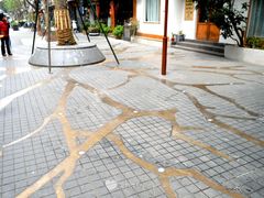 -泡桐树街