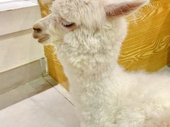 -Heymao猫咖.咖啡厅(东门店)