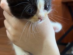 -楼上猫咖(罗湖店)