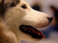 -Husky Go!哈士奇体验馆·宠物咖啡厅狗咖
