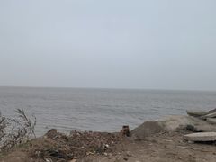 -洪湖湿地生态园