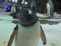-凯莉-塔尔敦海洋生物水族馆
