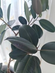 -HEYAN荷妍专业脱毛连锁机构