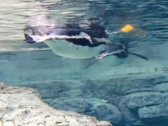 -西安曲江海洋极地公园