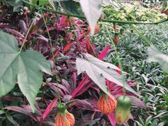 -南宫五洲植物乐园