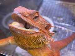 -酷以爬仙阁实体爬宠店·守宫·蜥蜴·专业繁育