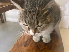 -玉滋補