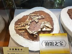 -河南自然博物馆