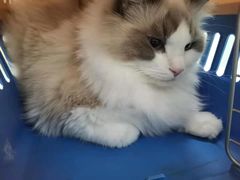 -宠福鑫康馨动物医院·骨科·眼科