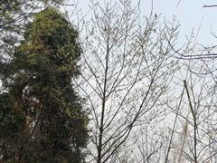 -南山植物园