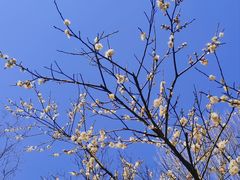 -朴园