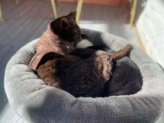 -喵屿·大理花园猫咖