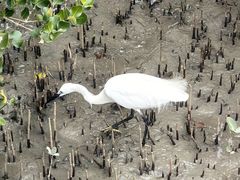 -北海金海湾红树林生态旅游区
