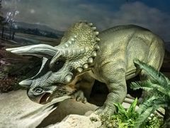 -国家自然博物馆