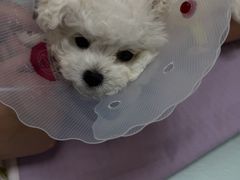 -宠福鑫康馨动物医院·骨科·眼科
