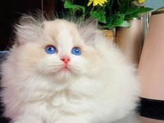 -70cat德文卷毛猫·缅因猫纯种猫舍
