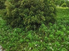 -上海都市菜园