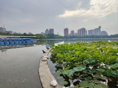 -莲花池公园