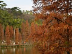 -三水森林公园