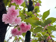 -嘉定紫藤园