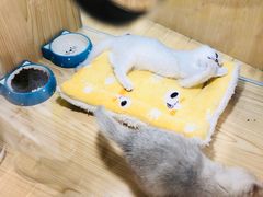 -屋虎猫馆(宝安大仟里店)