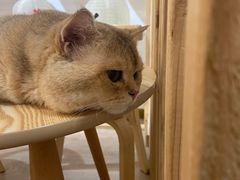 -柴迷FANS CLUB·柴犬狗咖·猫咖