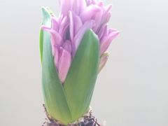 -双季花艺园艺市场(浦东店)
