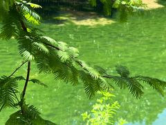 -白水寺森林公园