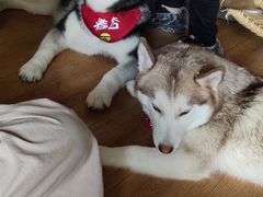 -Husky Go! 哈士奇体验馆·宠物咖啡厅狗咖