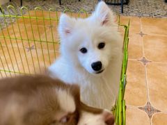 -Let's go狗咖·猫咖·奶狗·桌游(春熙路IFS店)