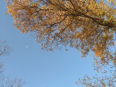 -金塔沙漠胡杨林景区