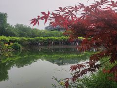 -嘉定紫藤园