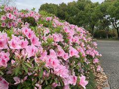 -贡湖湾湿地公园