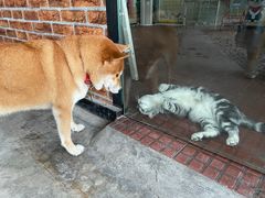 -柴犬高等学院·狗咖·柴犬售卖·宠物训练