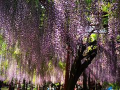 -嘉定紫藤园