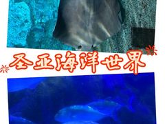 -大连圣亚海洋世界