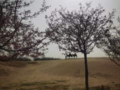 -古柏渡飞黄旅游区