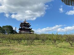 -上海海湾国家森林公园