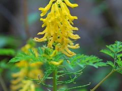 -碓臼峪自然风景区