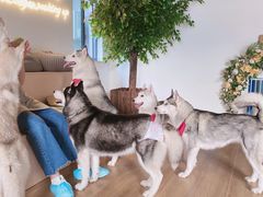 -Husky Go! 哈士奇体验馆·宠物咖啡厅狗咖